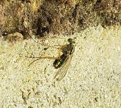 Dolichopus pulchrimanus