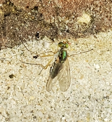 Dolichopus pulchrimanus