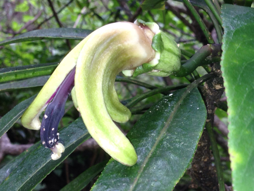 Clermontia arborescens