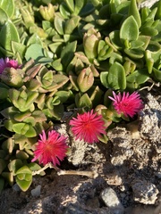 Mesembryanthemum cordifolium