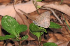 Yphthimoides ordinaria