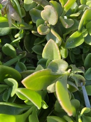 Mesembryanthemum cordifolium