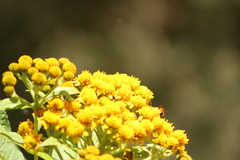 Verbesina oncophora