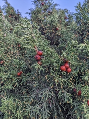 Juniperus phoenicea