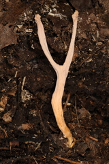 Clavulinopsis appalachiensis