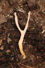 Clavulinopsis appalachiensis