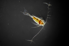 Tortanus discaudatus