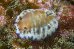 Goniobranchus collingwoodi