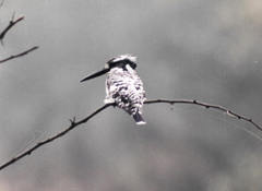 Ceryle rudis leucomelanurus