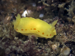 Diversidoris sulphurea