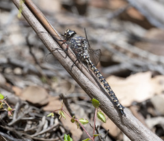 Austroaeschna tasmanica