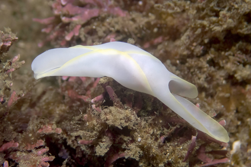 Chelidonura electra
