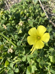Oxalis pes-caprae