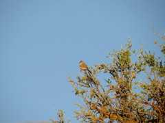 Leptasthenura aegithaloides