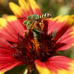 Agapostemon angelicus