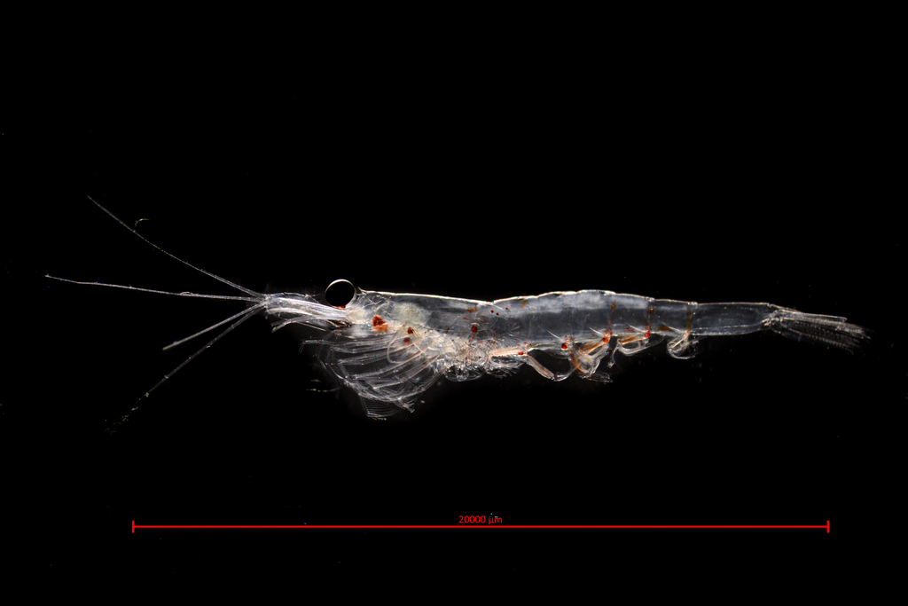 North Pacific krill