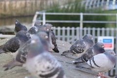 Columba livia domestica