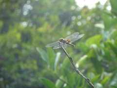 Aethriamanta circumsignata