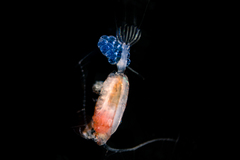 Paraeuchaeta elongata