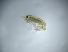 Calliopius