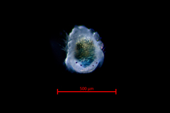 Pholoides asperus