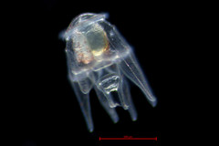 Strongylocentrotus pallidus