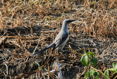 Mimus gilvus