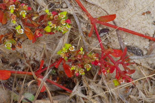 Image of Euphorbia cordifolia by (c) Michelle W. （鍾偉瑋）, some rights reserved (CC BY)