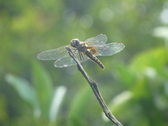 Aethriamanta circumsignata