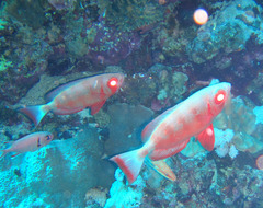 Priacanthus