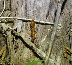 Camponotus festinatus