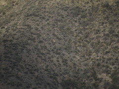 Daptrius megalopterus