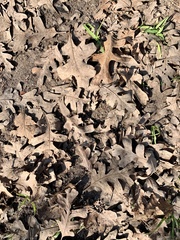 Quercus lobata