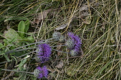 Centaurea scabiosa