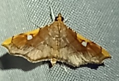 Coenostolopsis apicalis