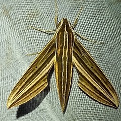 Xylophanes titana