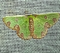 Synchlora xysteraria