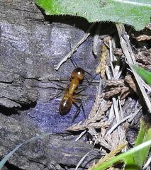 Camponotus festinatus