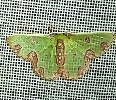 Synchlora xysteraria