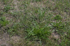 Scorzoneroides autumnalis