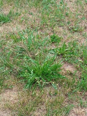 Scorzoneroides autumnalis