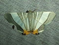 Opisthoxia miletia