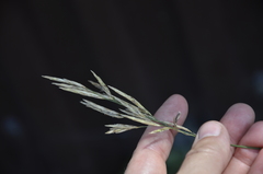 Bromus inermis