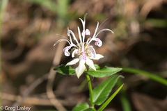 Monarda russeliana