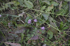 Trifolium pratense