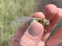Arunta interclusa