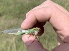 Arunta interclusa