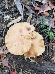 Armillaria luteobubalina