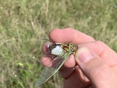 Arunta interclusa