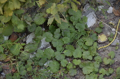 Glechoma hederacea